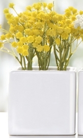 Plante Gypsophile Succulente avec cache- pot ...