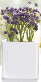 Plante Gypsophile Succulente ave...