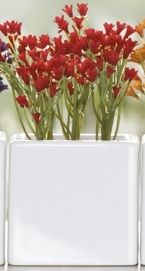Plante Campanule Succulente avec cache-p ot A...