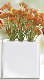 Plante Campanule Succulente avec cache-p ot A...