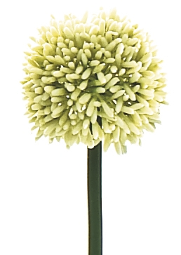 Fleur d'Ail ASA HOME   
