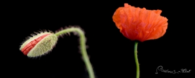 Cadre plexi'art Coquelicot   