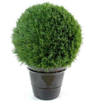 Cyprès mini boule diamètre 50 cm