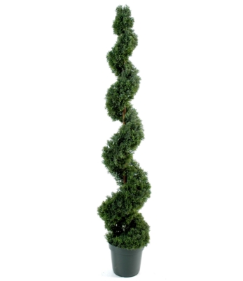Cyprès mini spirale hauteur 125 cm