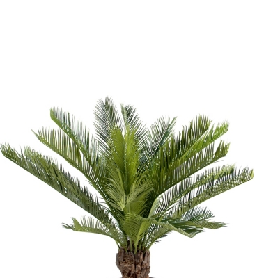 Palmier Cycas tronc hauteur 90 cm pour 109