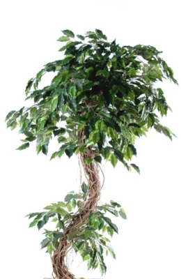 Ficus S hauteur 180 cm pour 119€