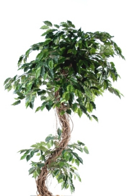 Ficus S  hauteur 180 cm 