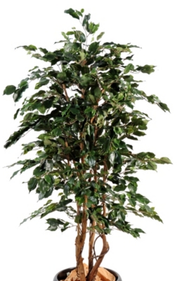 Ficus Exotica  hauteur 180 cm 
