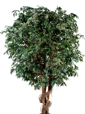 Ficus gant hauteur 320 cm pour 1190