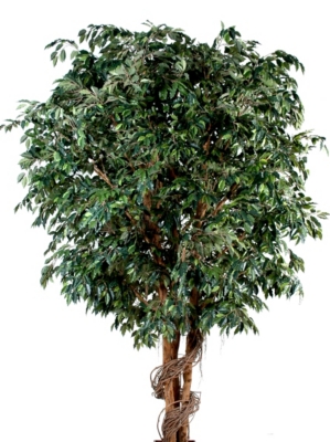 Ficus géant  hauteur 320 cm 