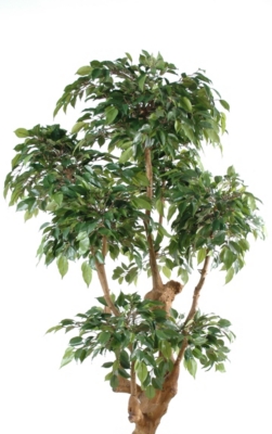 Ficus Natasja 5 têtes  hauteur 170 cm 