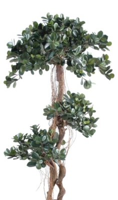 Ficus Panda  hauteur 150 cm 