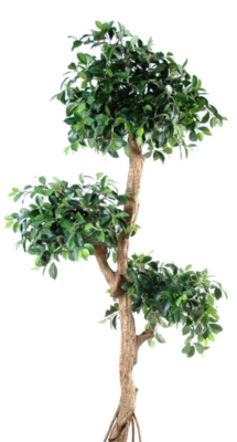 Ficus Retusa Crazy  hauteur 150 cm 
