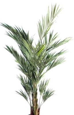 Kentia Royal  hauteur 180 cm 