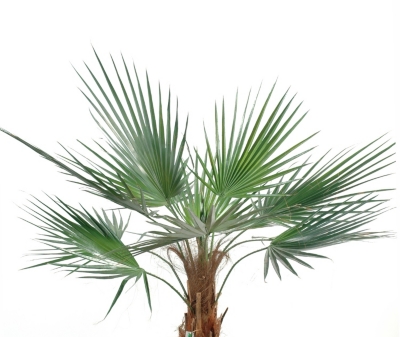 Palmier Washingtonia,  2 hauteurs au choix 