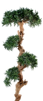 Podocarpus nuage  hauteur 150 cm 