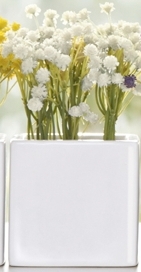 Plante Gypsophile Succulente avec cache- pot ...