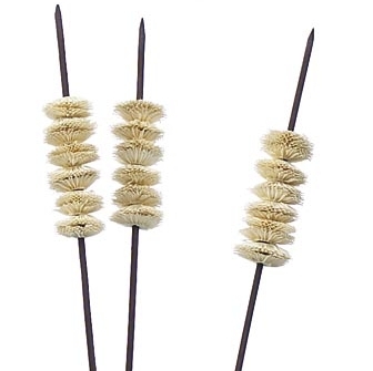 Bouquet de 3 roseaux ASA HOME   