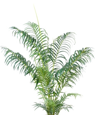 Palmier Areca,  2 hauteurs au choix 