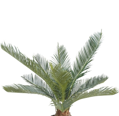 Cycas Baby  hauteur 65 cm 