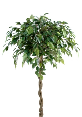 Ficus boule Natasja  hauteur 140 cm 