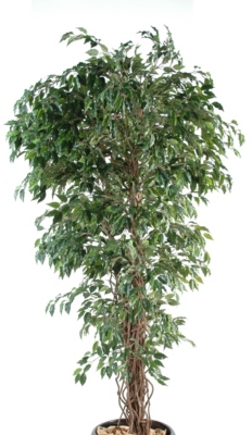 Ficus liane petites feuilles vertes,  3 haute...