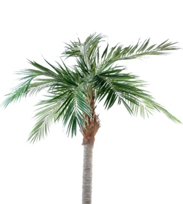 Palmier Majesty hauteur 250 cm   