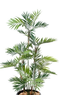 Palmier Parlour  hauteur 150 cm 