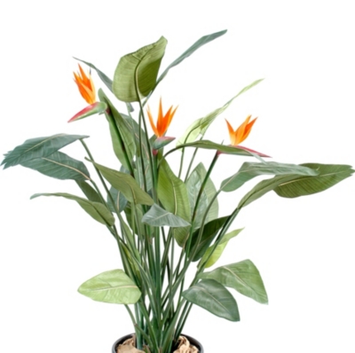 Strelitzia,  2 hauteurs au choix 